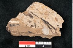 Foto (Detailansicht) von Callitris brongniartii Endl. (NHMW-GEO-2024-0188-8220)